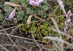Colobanthus lycopodioides