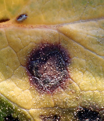 Pseudophaeophleospora