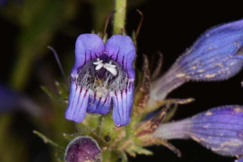 Image of Penstemon atwoodii by (c) Darrin Gobble, some rights reserved (CC BY)