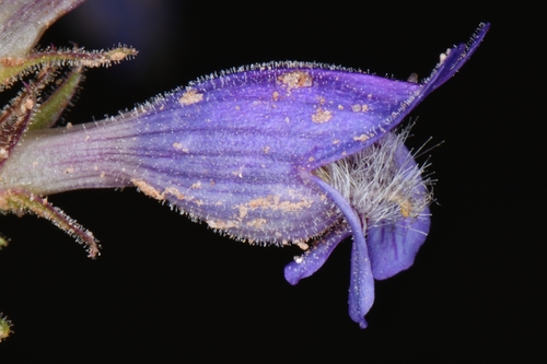 Kaiparowits beardtongue (Penstemon atwoodii)