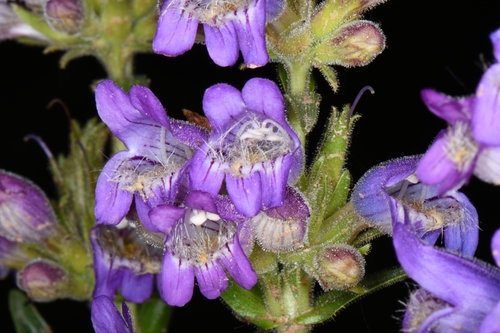 Image of Penstemon atwoodii by (c) Darrin Gobble, some rights reserved (CC BY)