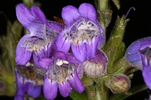 Image of Penstemon atwoodii by (c) Darrin Gobble, some rights reserved (CC BY)
