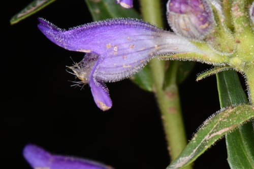 Image of Penstemon atwoodii by (c) Darrin Gobble, some rights reserved (CC BY)
