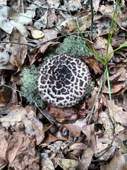Strobilomyces strobilaceus image