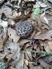 Strobilomyces strobilaceus image