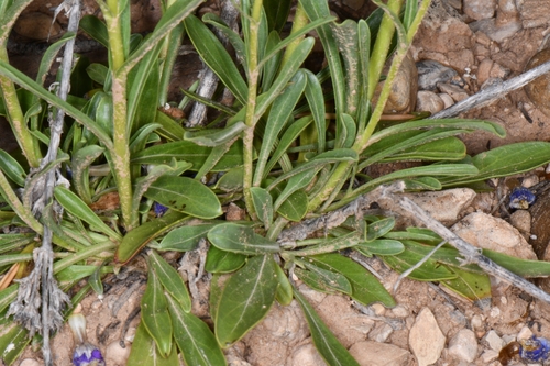 Image of Penstemon atwoodii by (c) Darrin Gobble, some rights reserved (CC BY)
