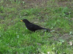 Turdus merula