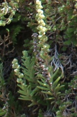 Suaeda taxifolia