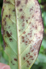 Pseudophaeophleospora