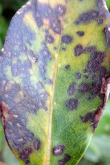 Pseudophaeophleospora