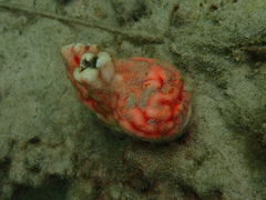 Cnemidocarpa stolonifera