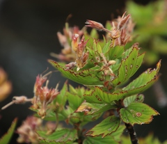 Pelargonium cucullatum strigifolium