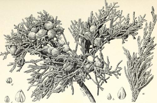 Barbados juniper