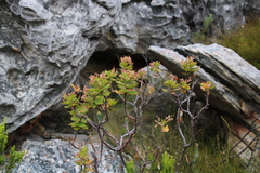 Pelargonium cucullatum strigifolium