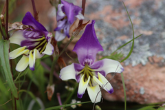 Sparaxis metelerkampiae