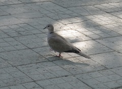 Streptopelia decaocto