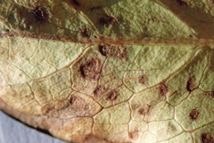 Pseudophaeophleospora