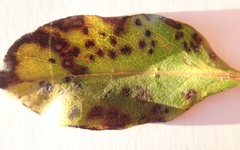 Pseudophaeophleospora