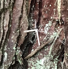 Hellinsia homodactylus