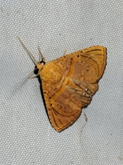 Eulepidotis bourgaulti