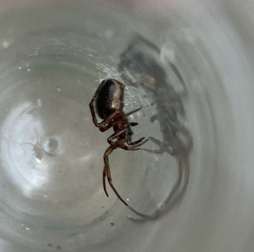 Rabbit Hutch Spider photo 3