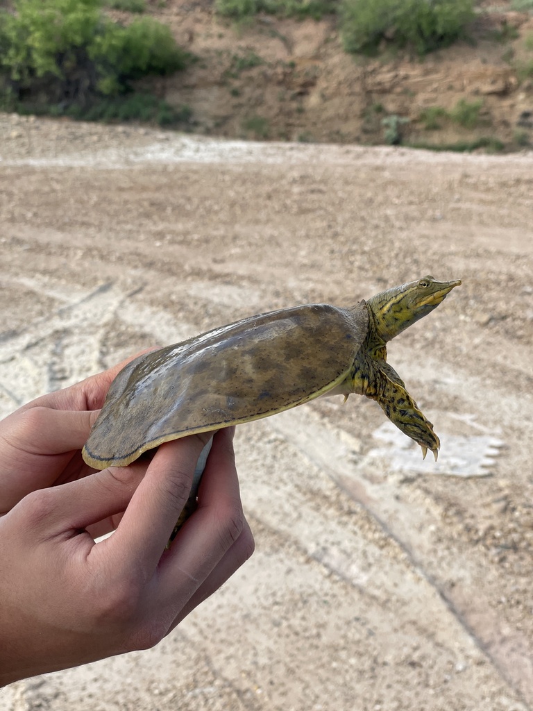 Spiny Softshell in June 2023 by Drew R. Davis, Ph.D. · iNaturalist