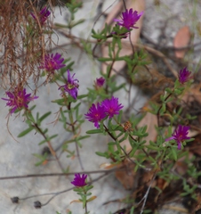 Lampranthus glomeratus