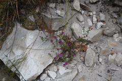 Lampranthus glomeratus