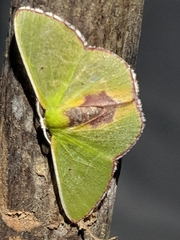 Synchlora astraeoides
