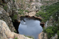 Platylophus trifoliatus