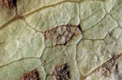 Pseudophaeophleospora