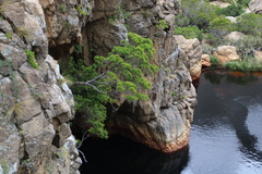 Platylophus trifoliatus