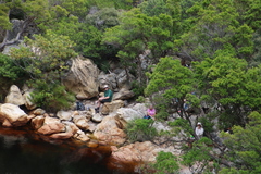 Platylophus trifoliatus