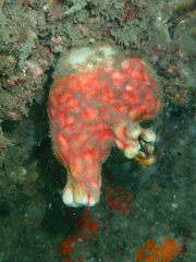 Cnemidocarpa stolonifera