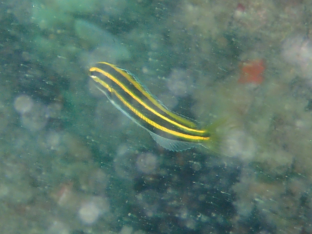 Lined fangblenny (Meiacanthus lineatus) — Blenniidae