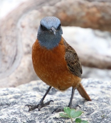 Cape Rock Thrush photo 4
