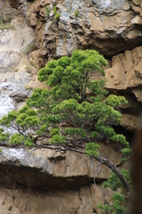 Platylophus trifoliatus