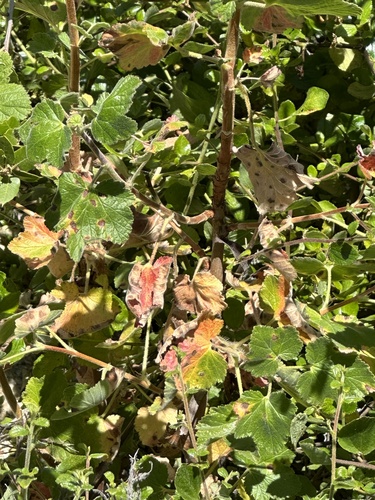 Moreno currant (Ribes canthariforme)