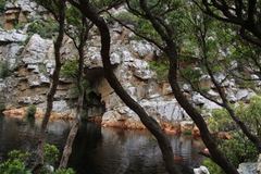 Platylophus trifoliatus