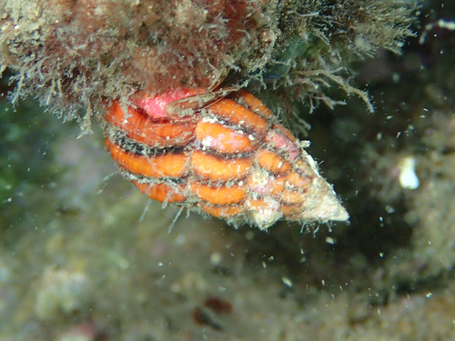 Peristernia reincarnata