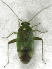 Micromimetus