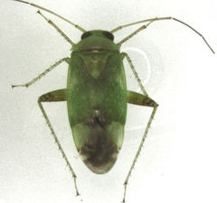 Micromimetus