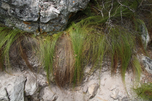 Image of Ficinia acuminata by (c) Tony Rebelo, some rights reserved (CC BY-SA)