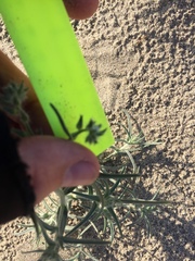 Johnstonella costata