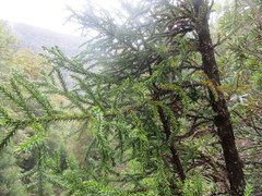 Athrotaxis selaginoides