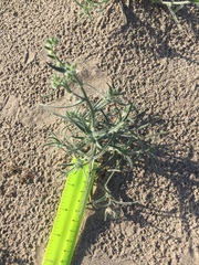 Johnstonella costata