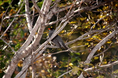 Hypsipetes madagascariensis