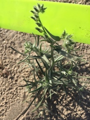 Johnstonella costata