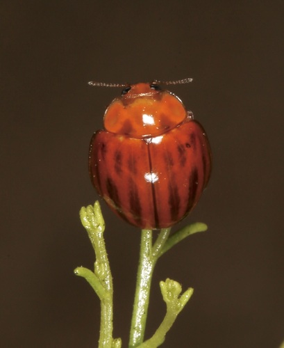 Broken-dashed Lady Beetle (Myzia interrupta), a species recorded in New Mexico