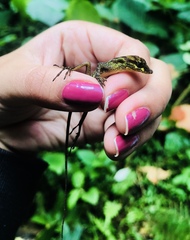 Anolis aequatorialis